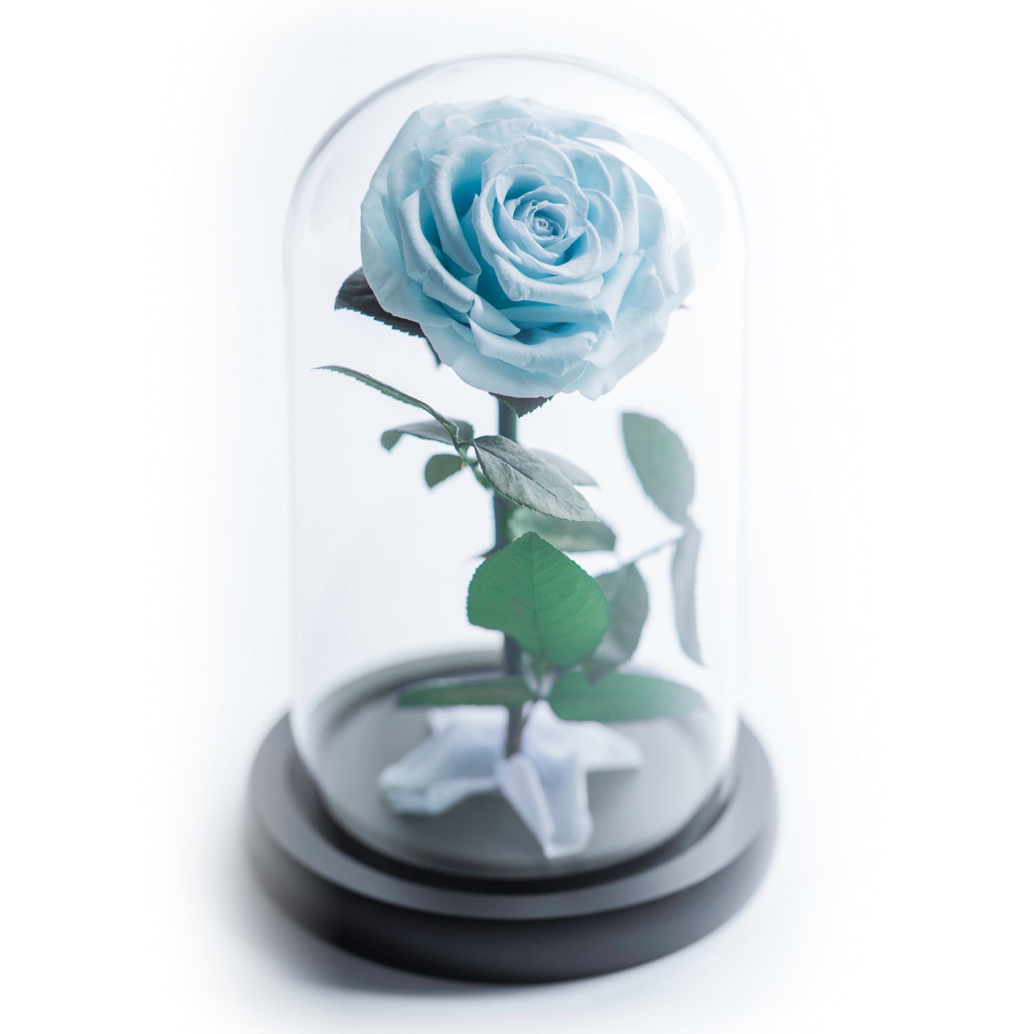 The Beauty and the Beast contains one blue color eternity rose, picked at the point of perfection and preserved to last at least one year. Rose in small glass dome