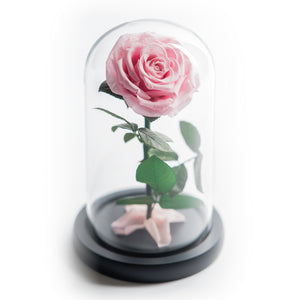 The Beauty and the Beast contains one pink eternity rose, picked at the point of perfection and preserved to last at least one year. Rose in small glass dome