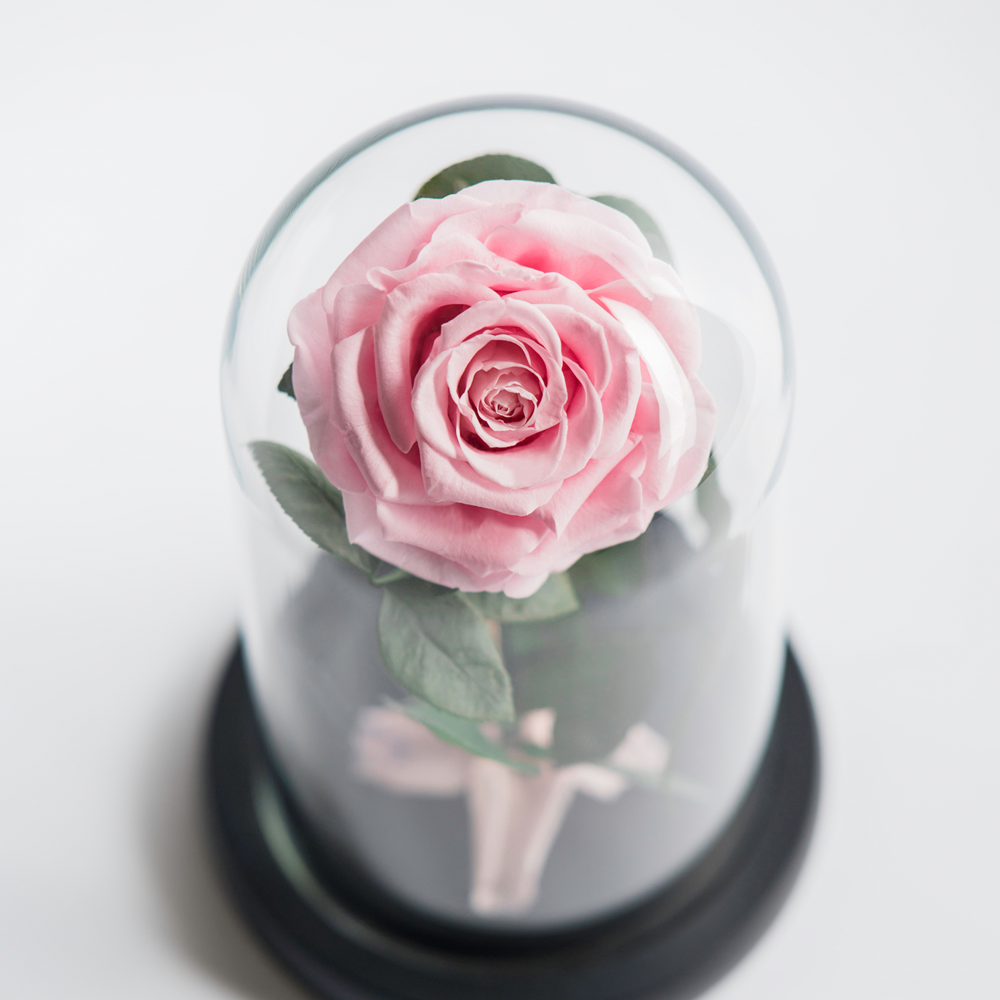 Preserved Rose in glass dome - Mon Amour Flowers